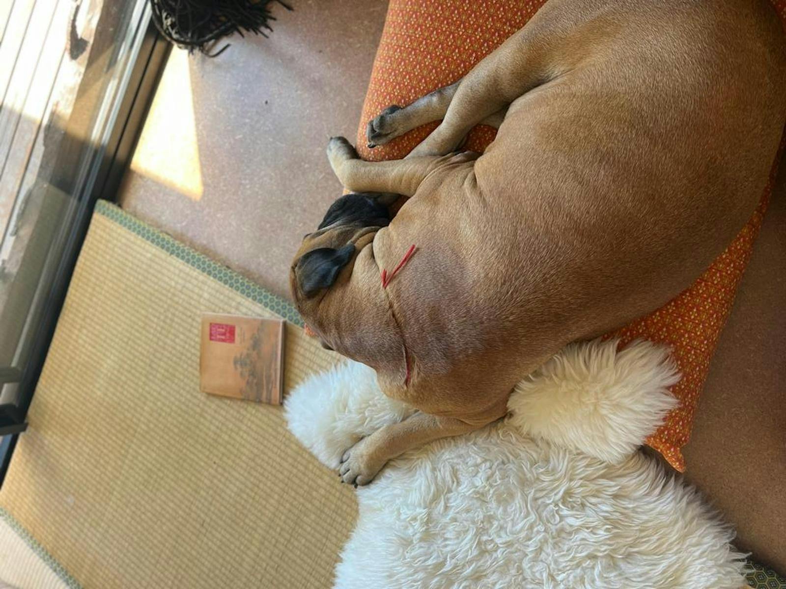 Athena Tea House Doggy