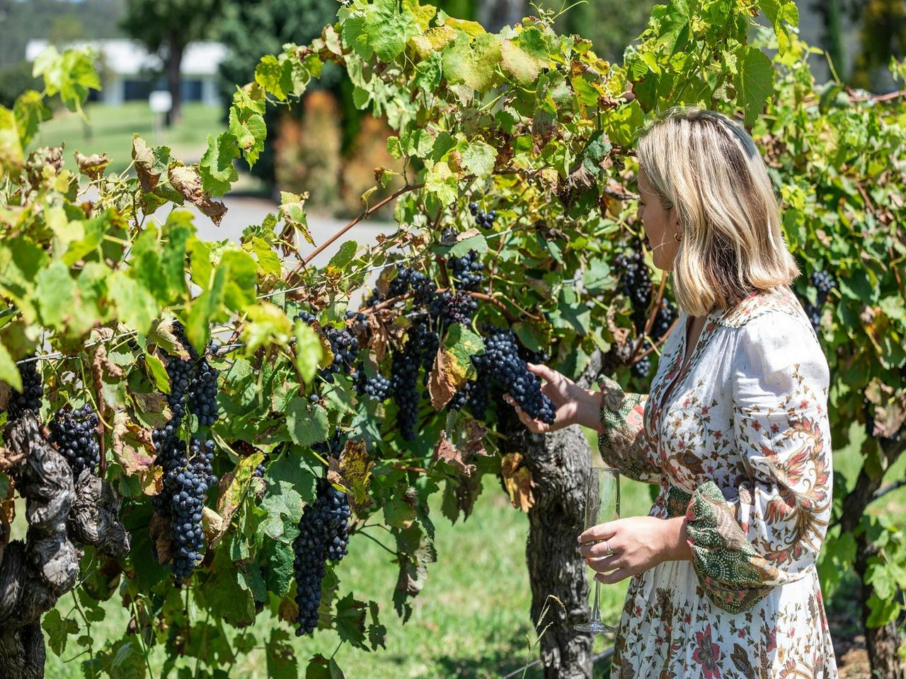 Savannah Peterson checking the grapes before harvest