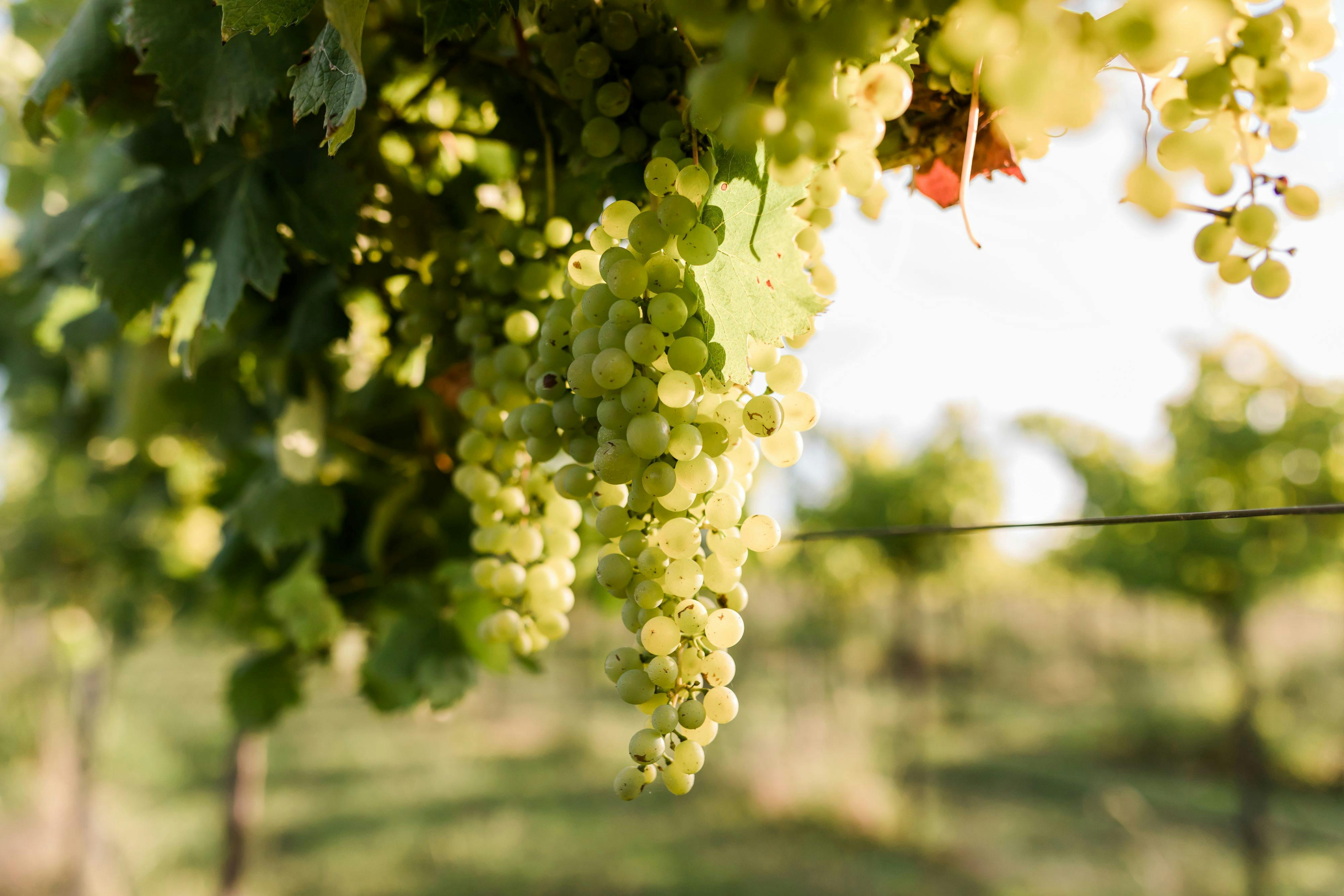 Vermentino Grapes