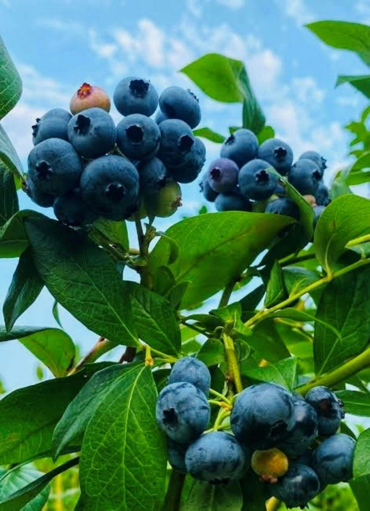 Blueberries