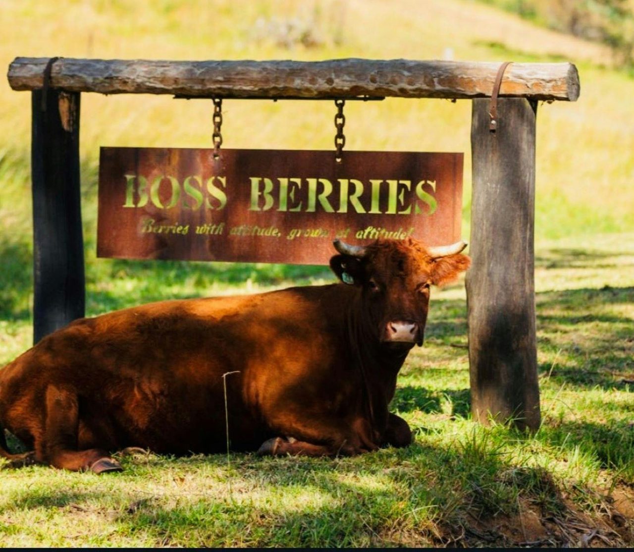Boss Berries Entry