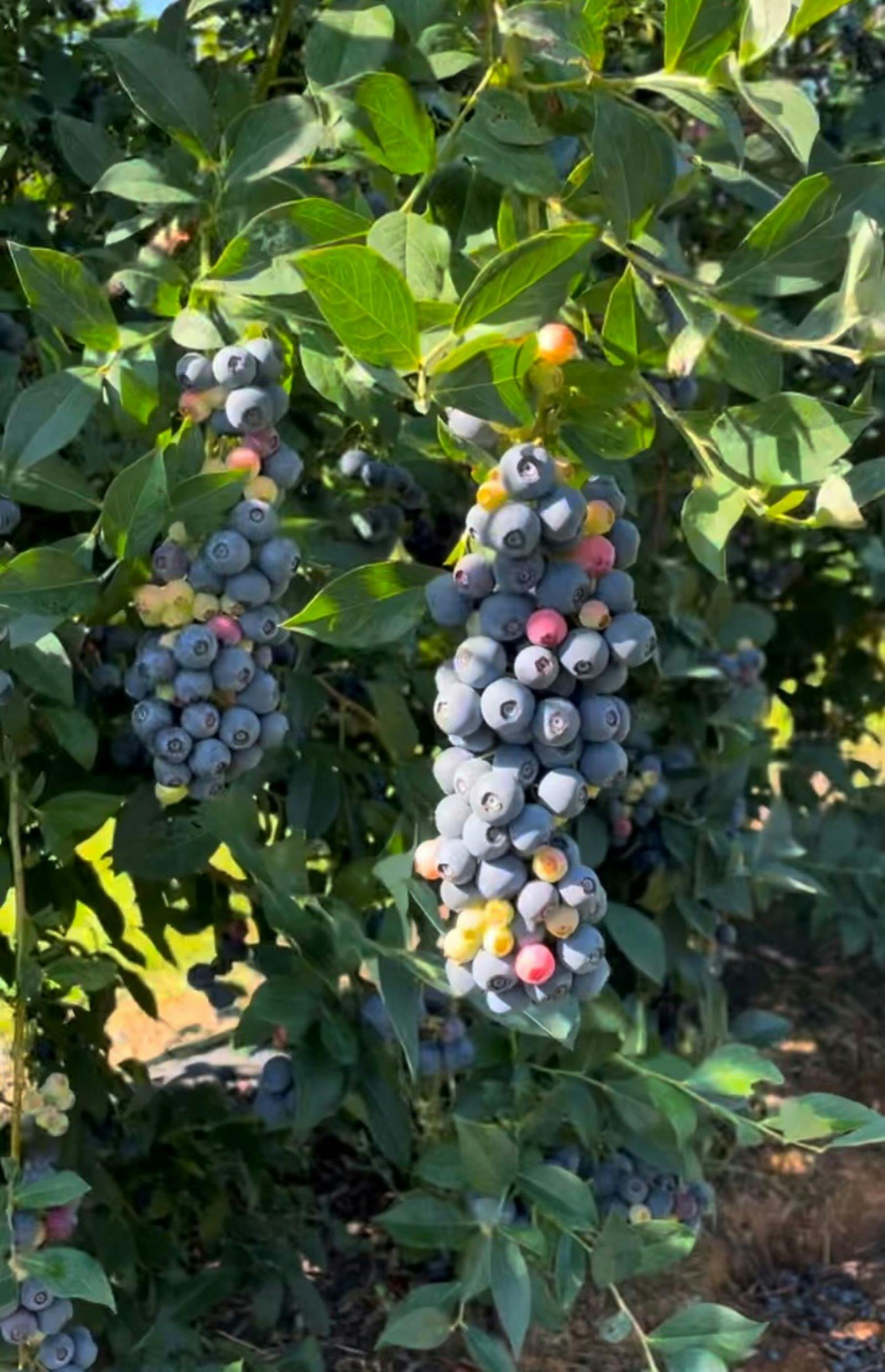 Blueberries on bush