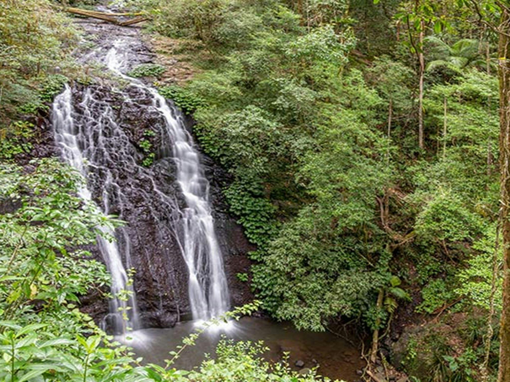 Brushbox Falls waterfall trickles down a rock face into a pool surrounded by rainforest, Border