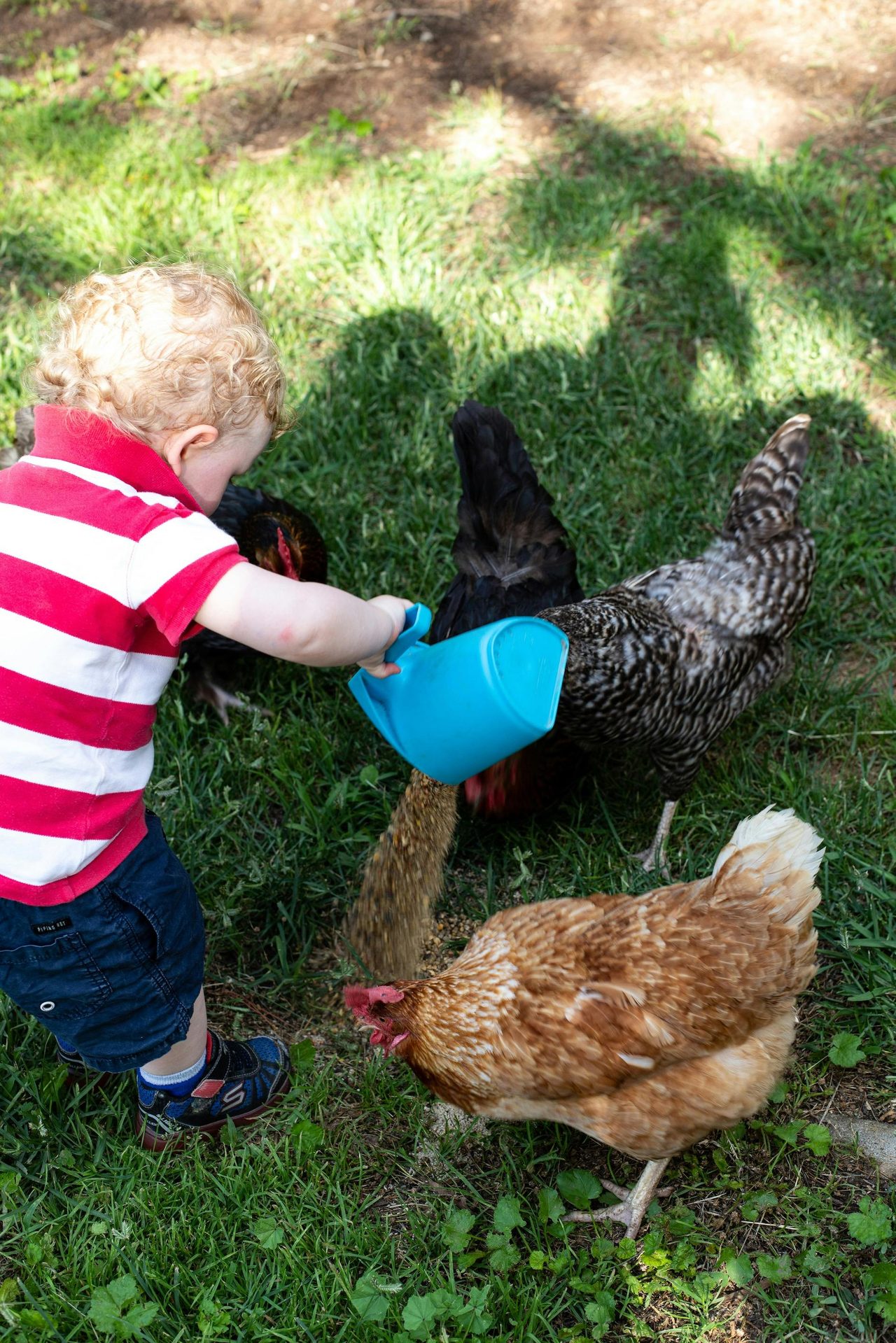 Meet the animals on a morning farm tour