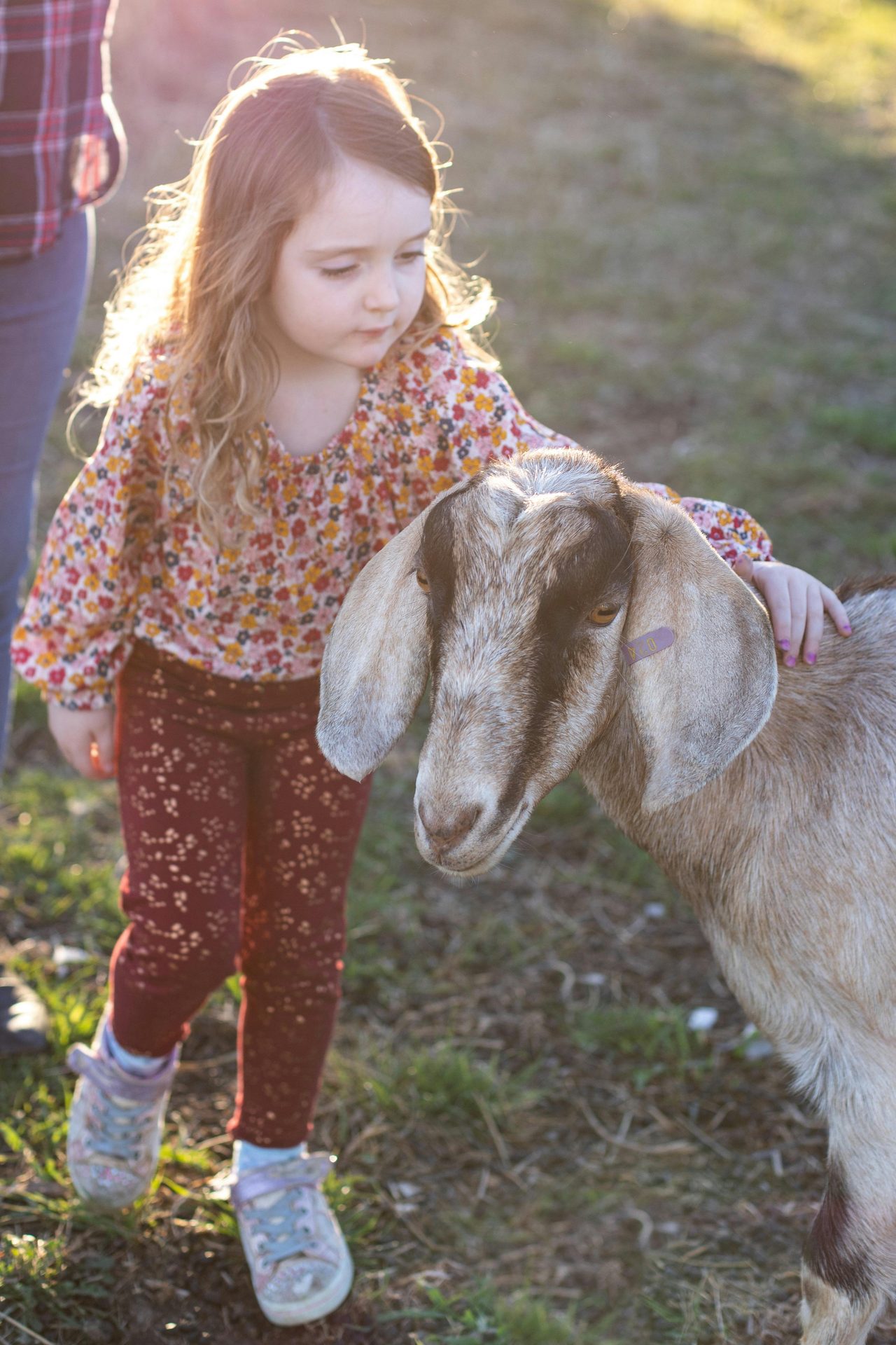 Meet our farm animals on a morning feeding tour