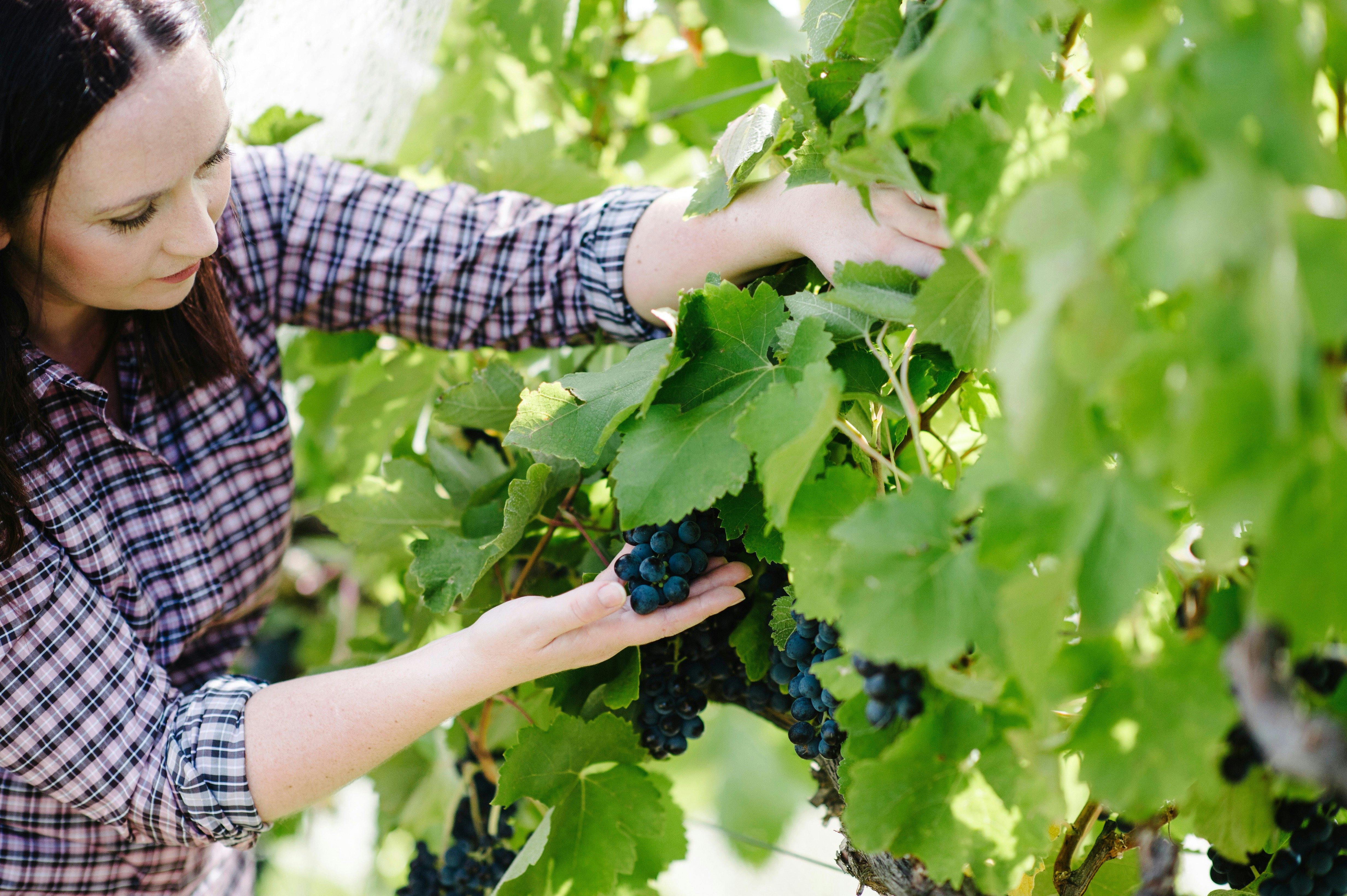Stephanie examining grapes in the vineyard
