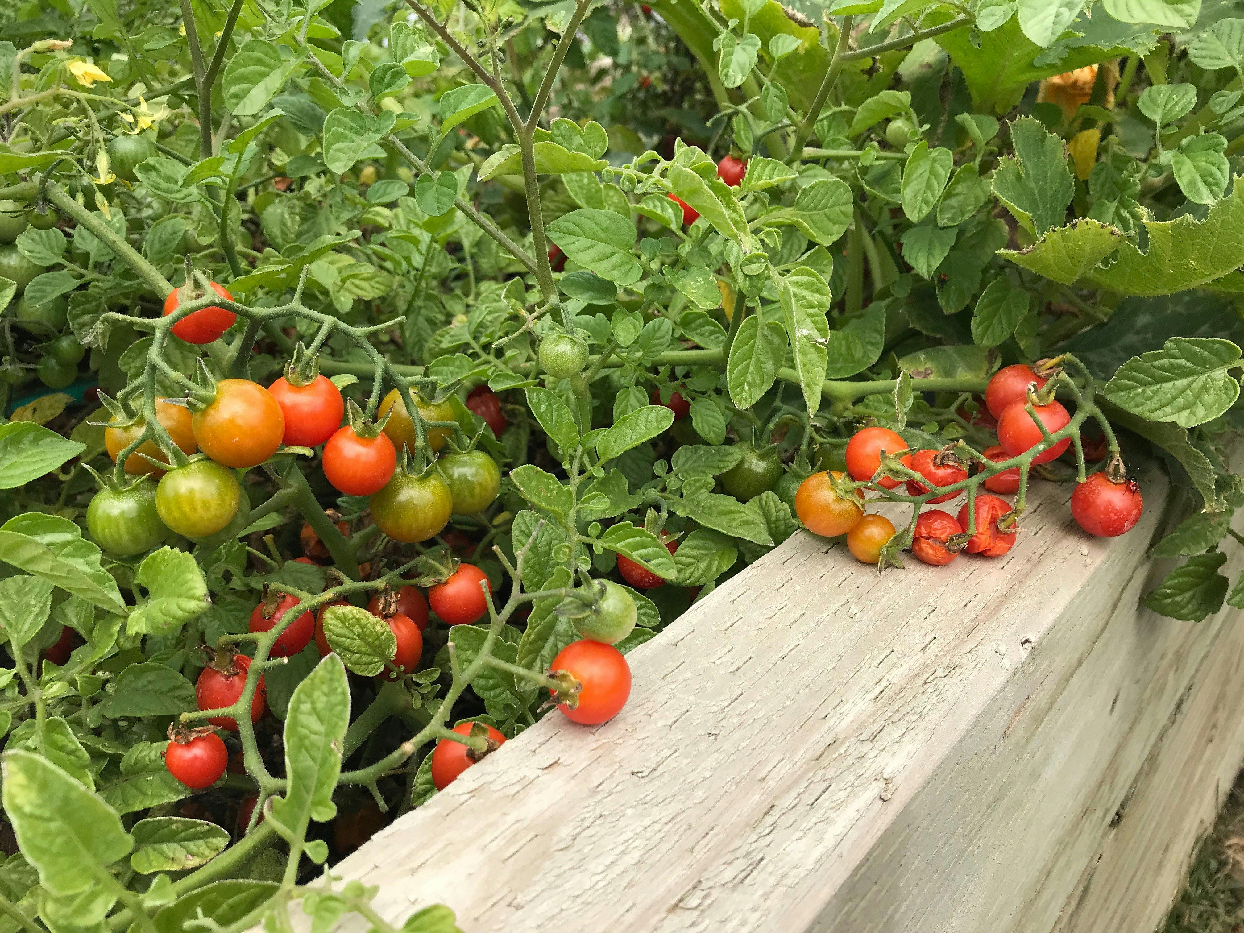 Fresh tomatoes