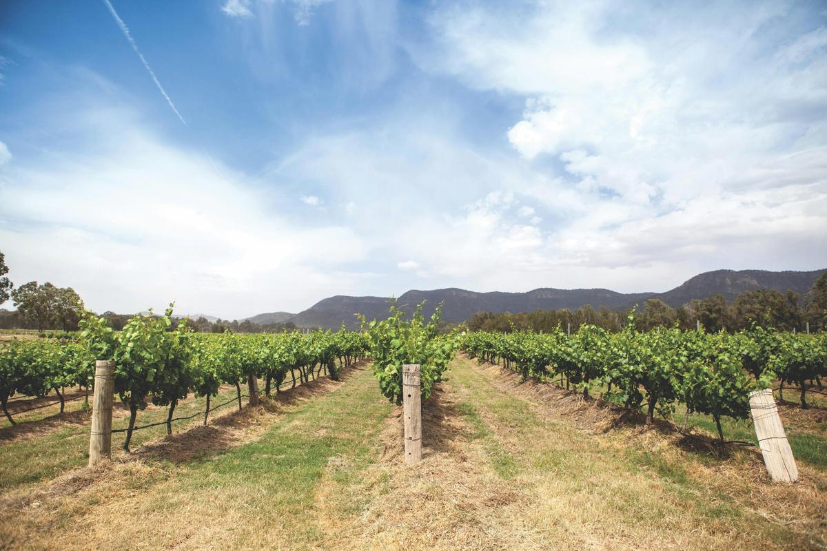 Braemore Vineyard