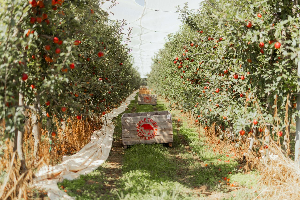 Orchard