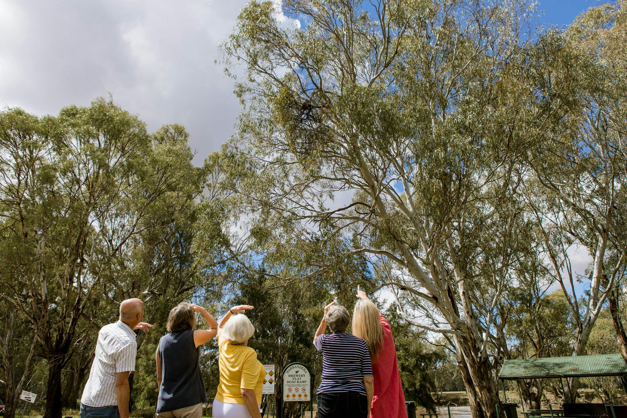 Koala spotting at Brwery Flat