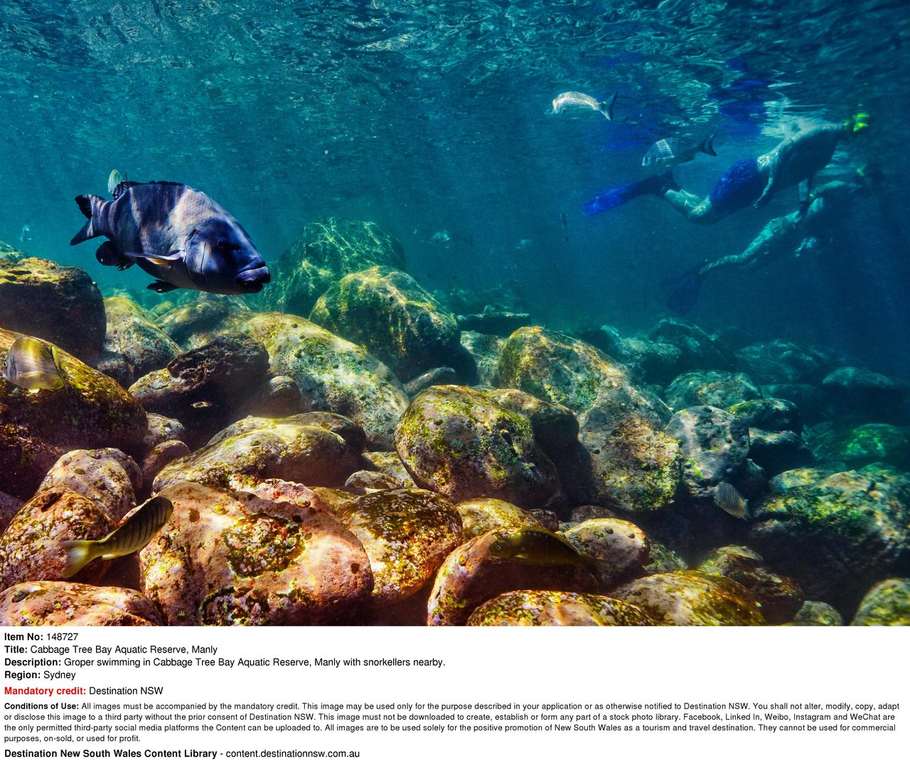 Cabbage Tree Bay Snorkeling