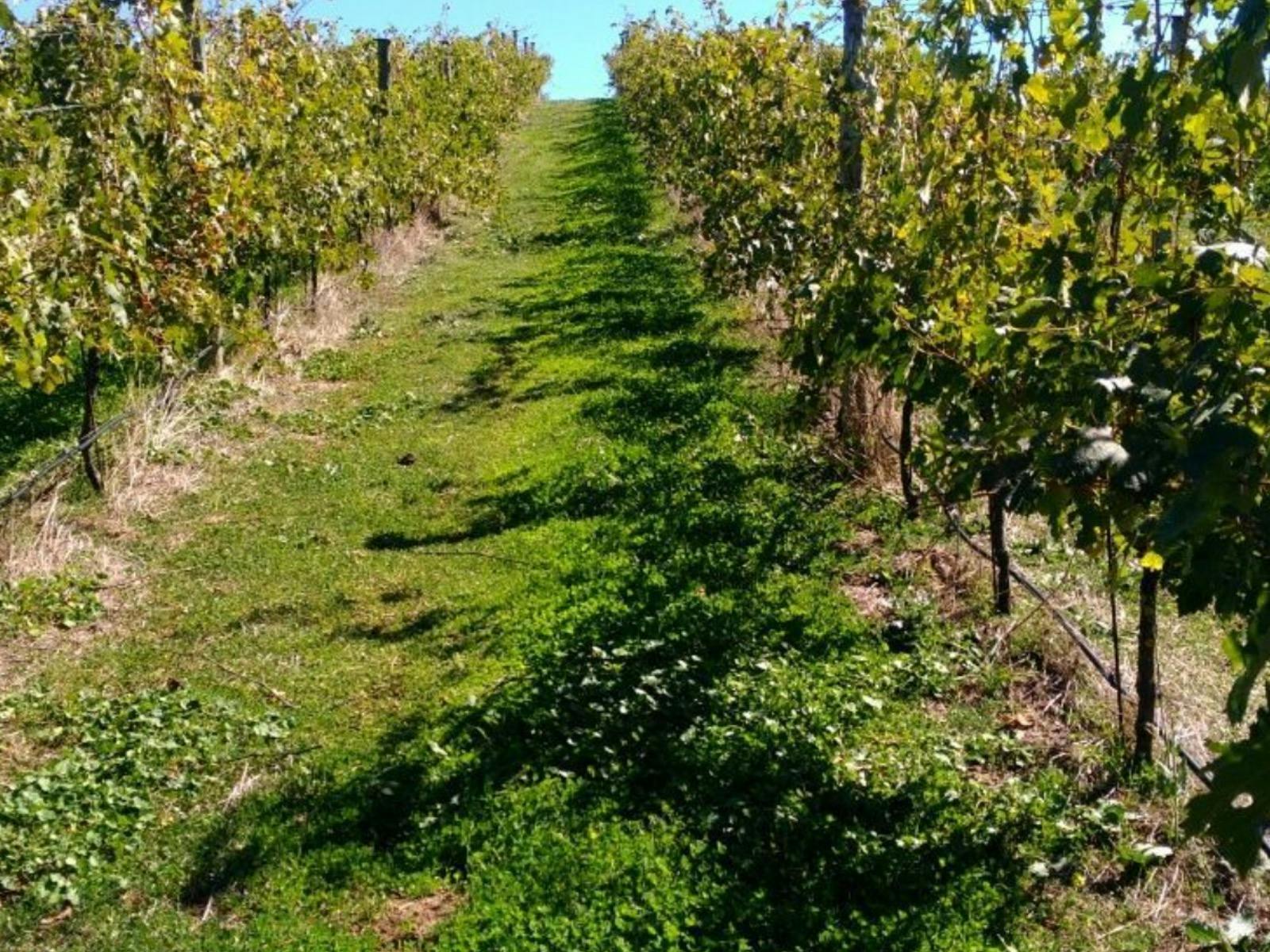 Vale Creek Vineyard