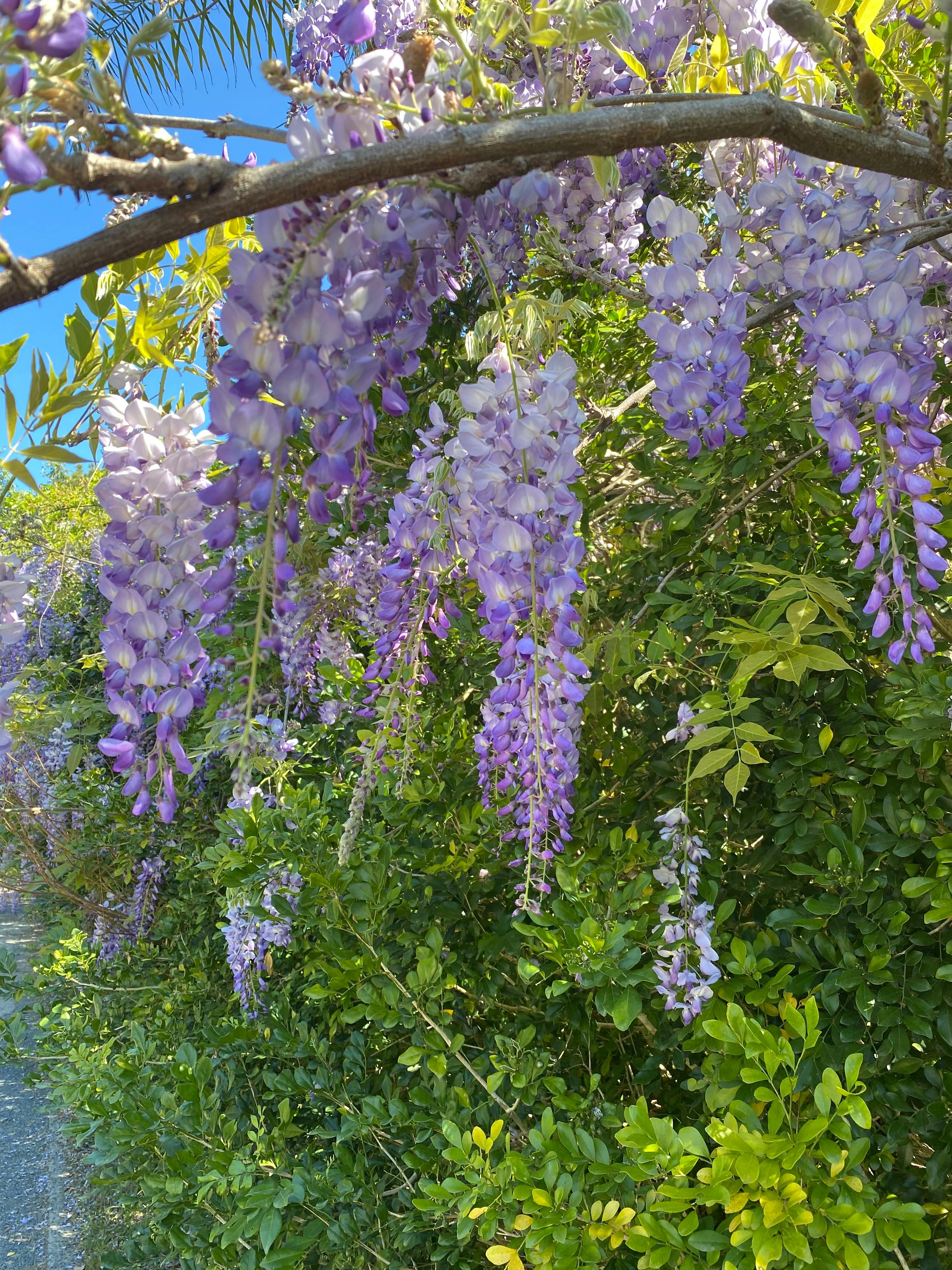 Wisteria on the veranda