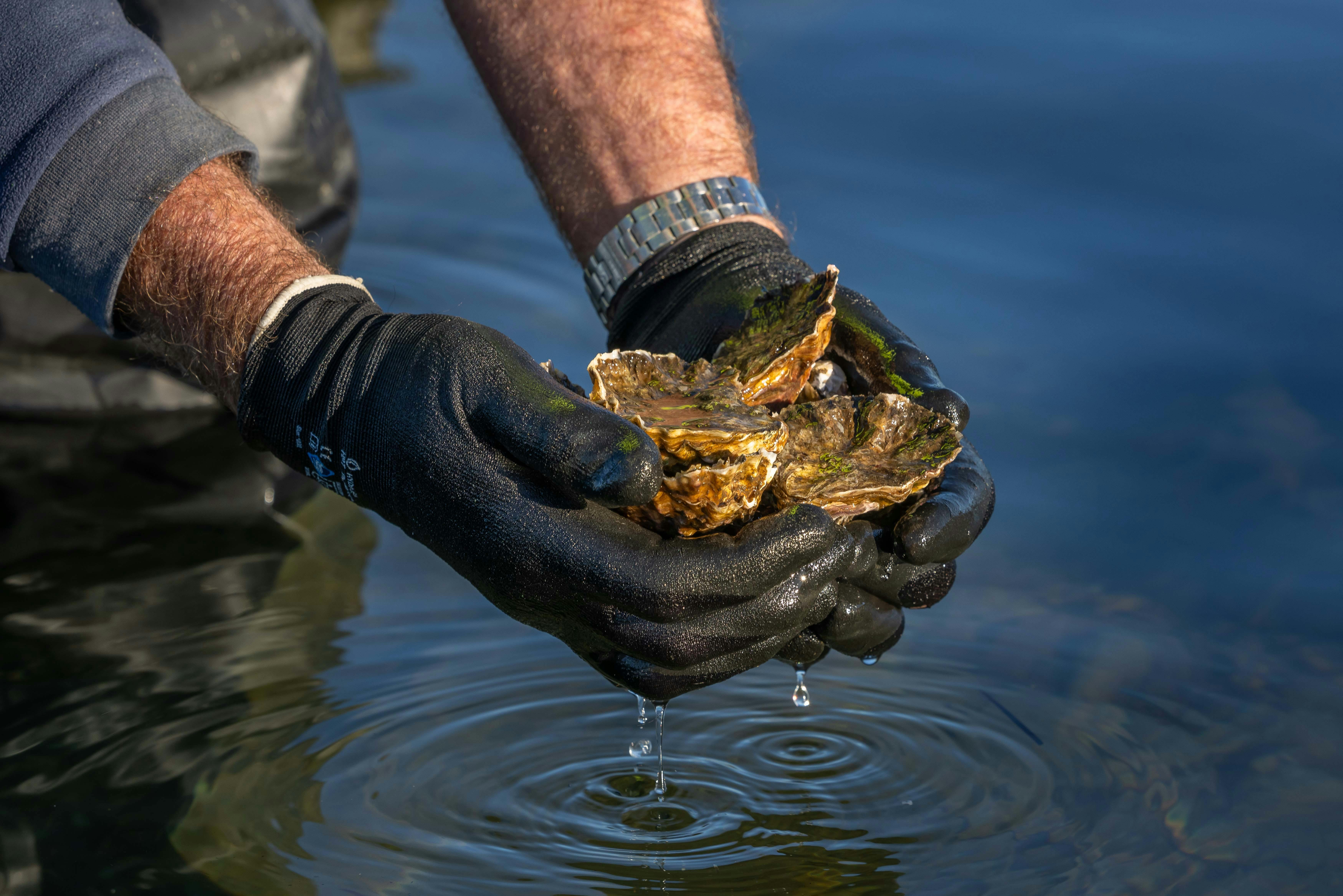 Wonboyn Rock Oysters