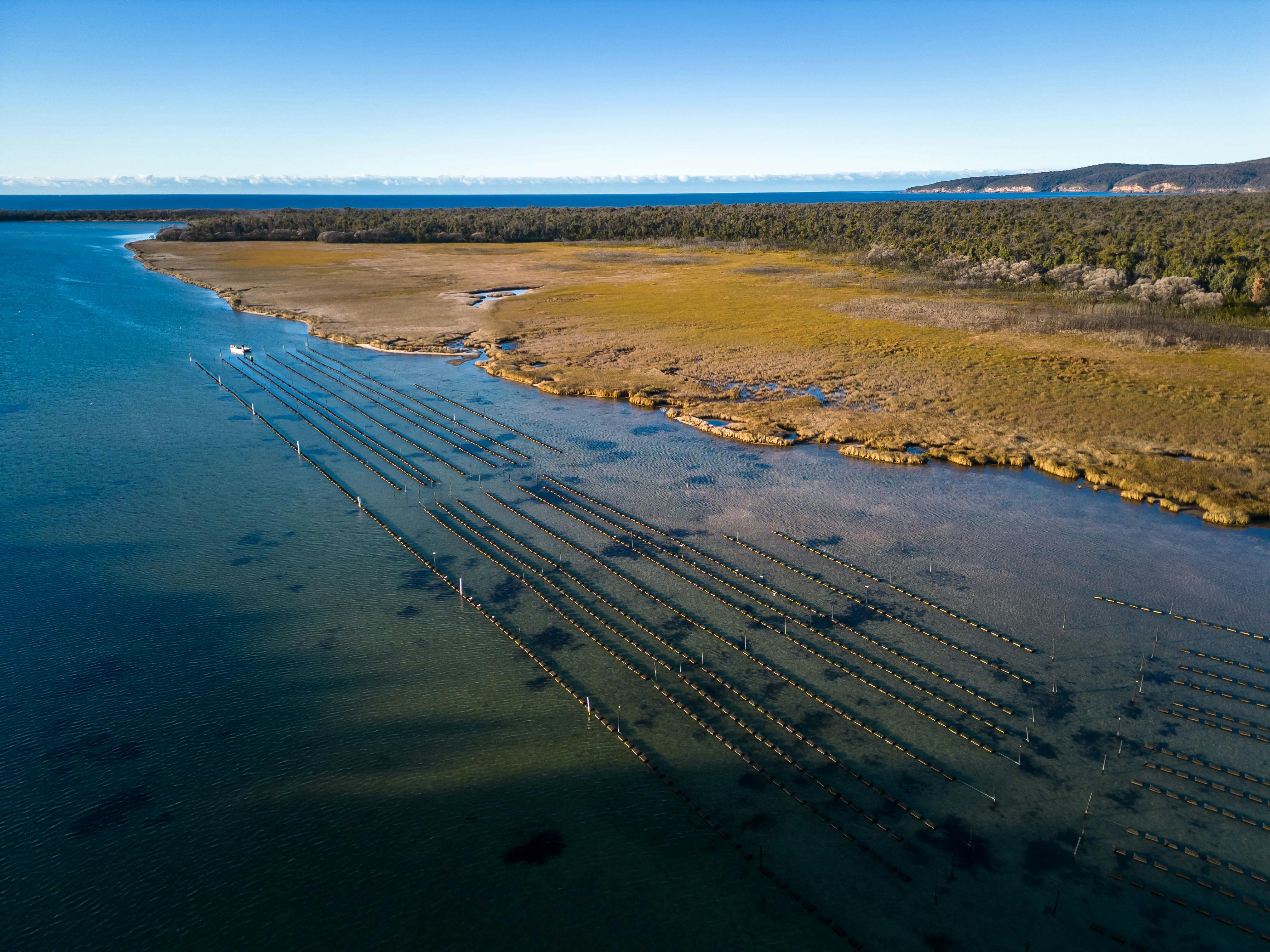 Wonboyn Rock Oysters