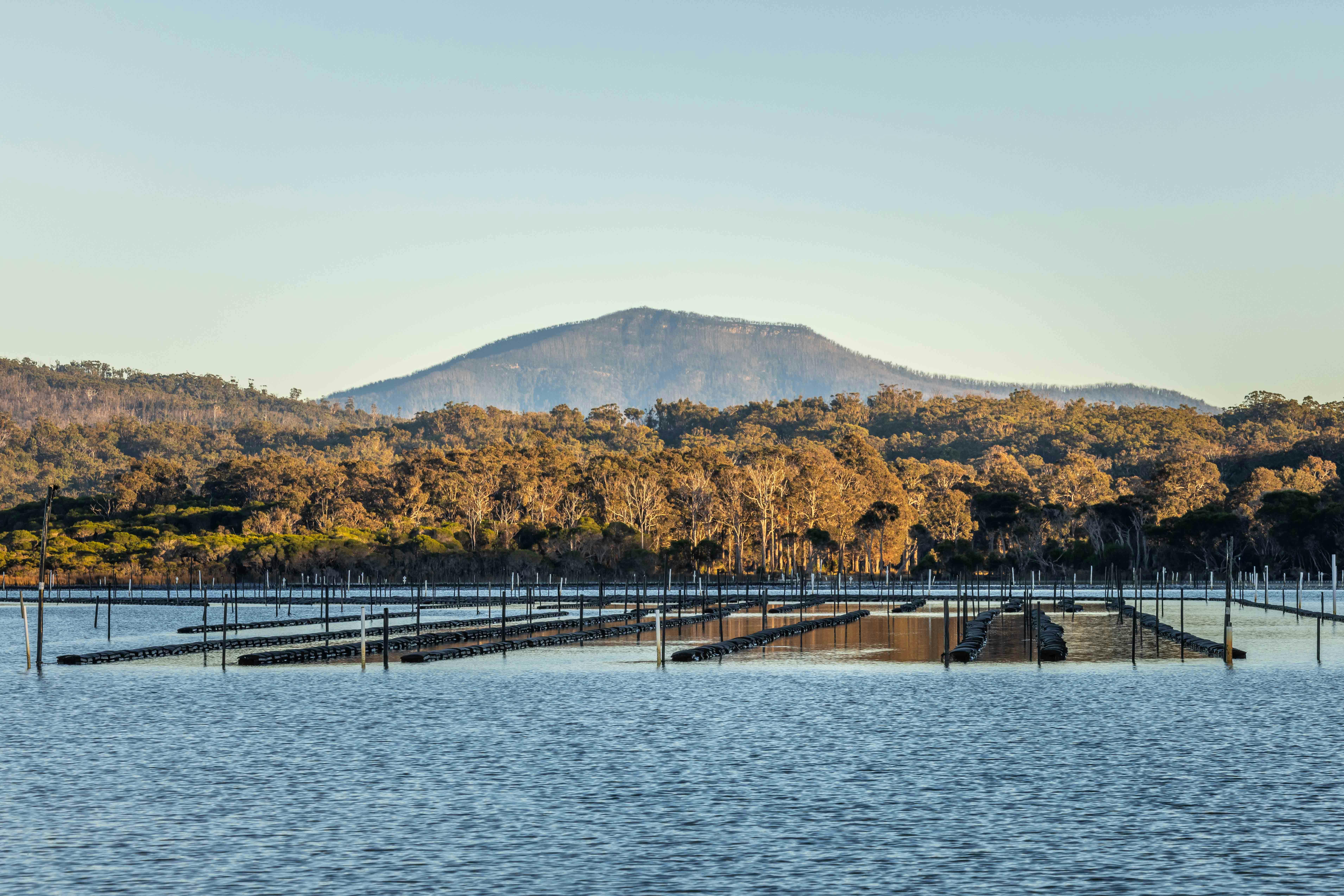 Wonboyn Rock Oysters