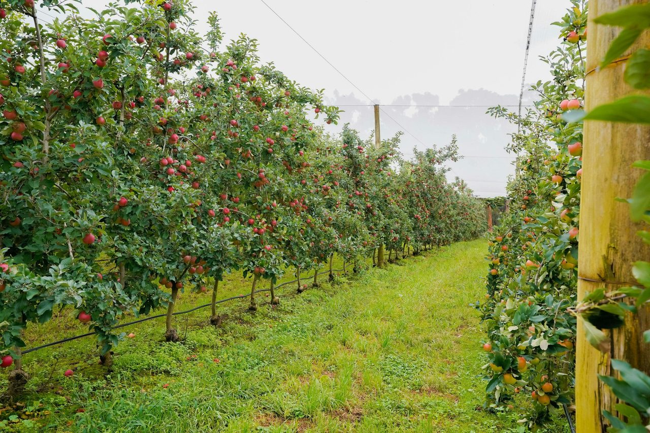 TNT Produce