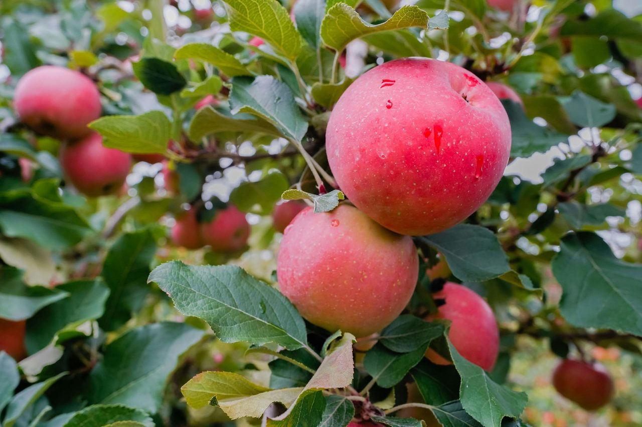 TNT Produce