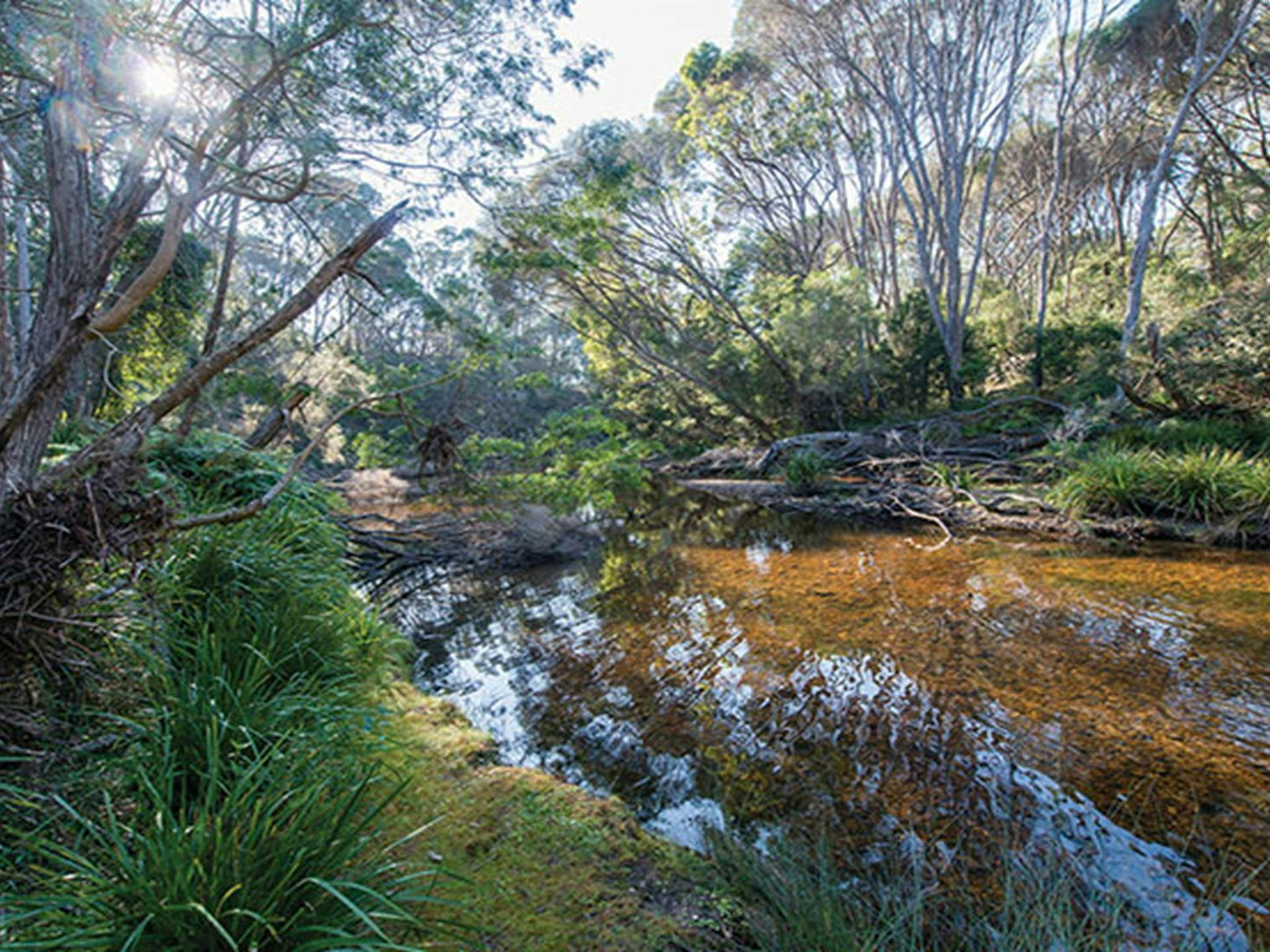 Sandy Creek loop track. Photo: John Spencer/DPIE