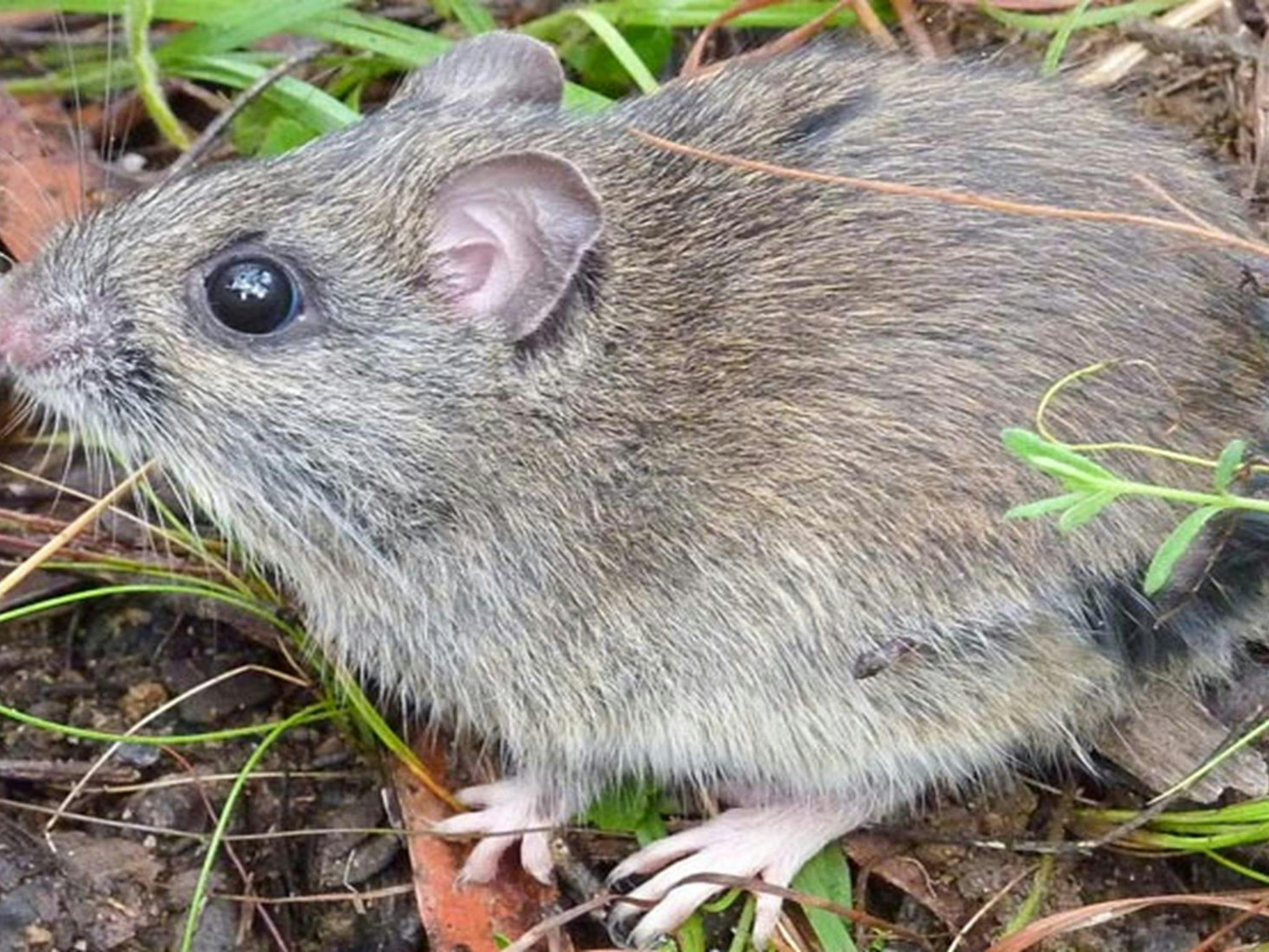 Hastings River mouse, Carrai National Park. Photo: Piers Thomas/NSW Government