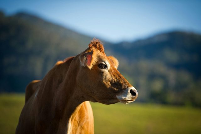 Tilba Dairy