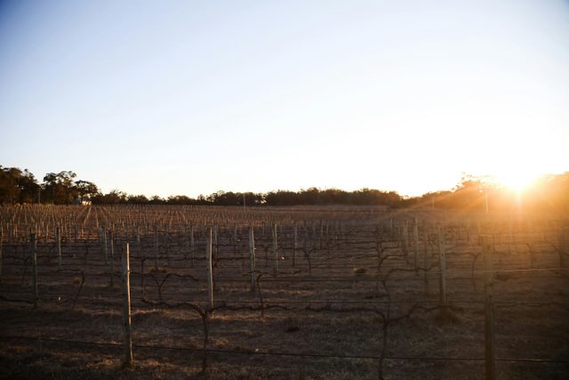 Tractorless Vineyard