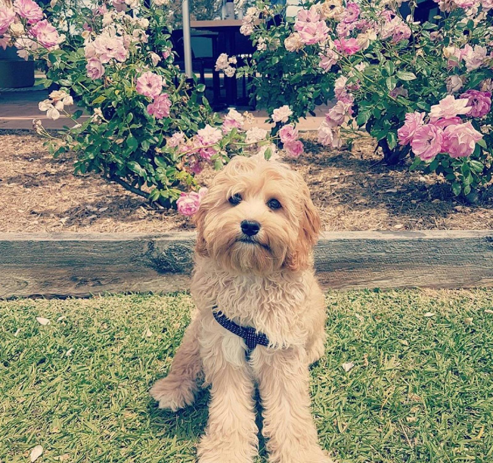 Bring your furry friend along for a fabulous lunch!