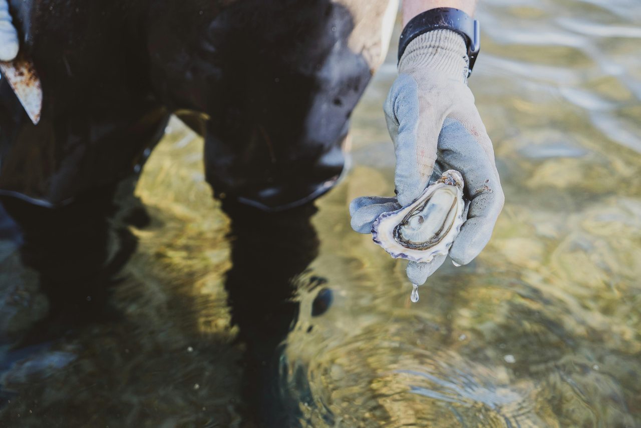 Sydney Rock Oyster
