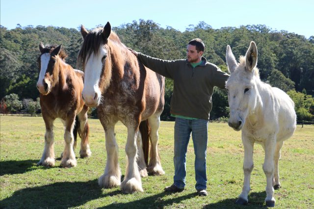 Bulahdelah Clydesdale Experience