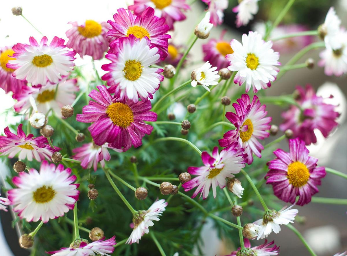 Flowering Plants