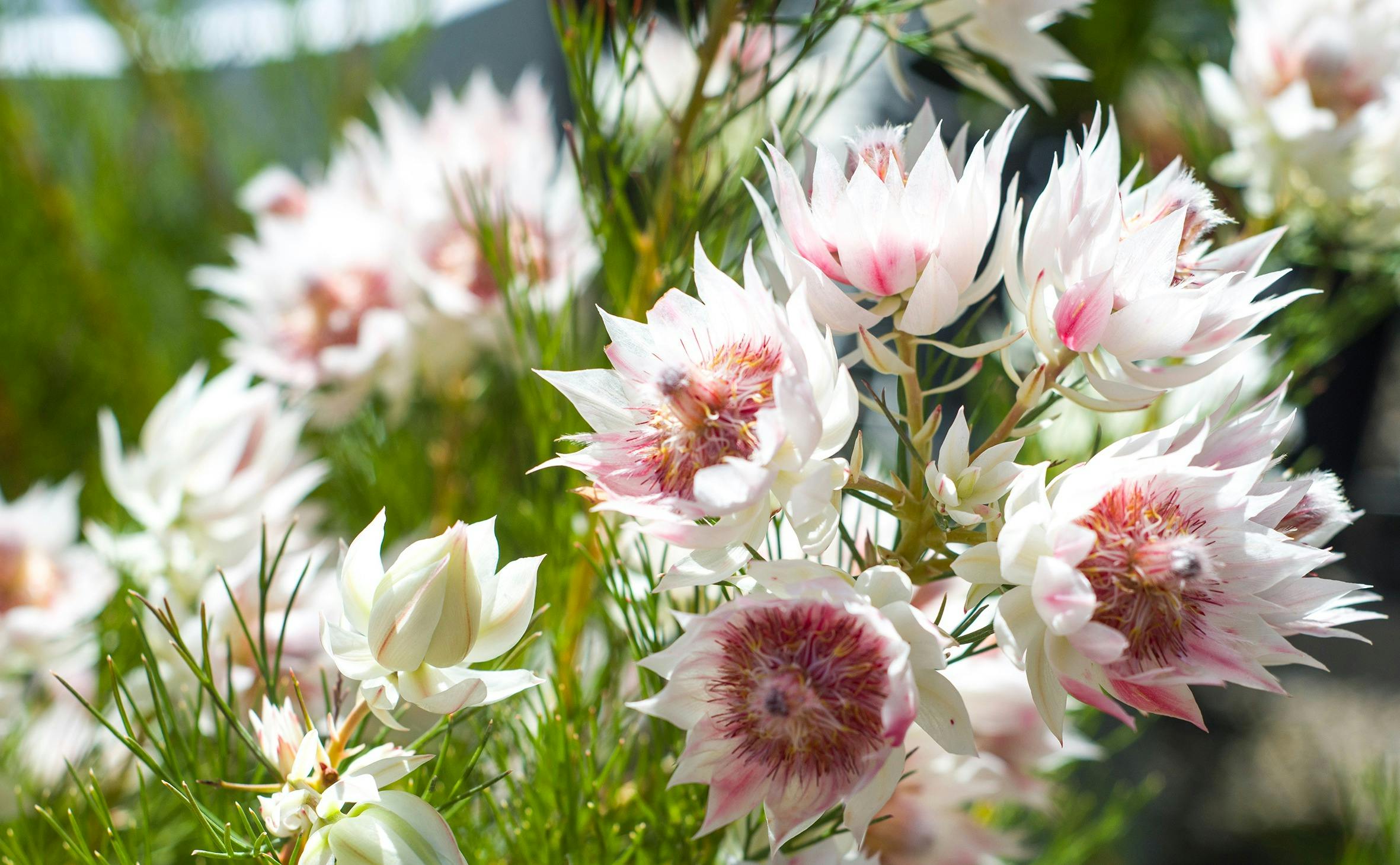 Blushing Bride Serruria