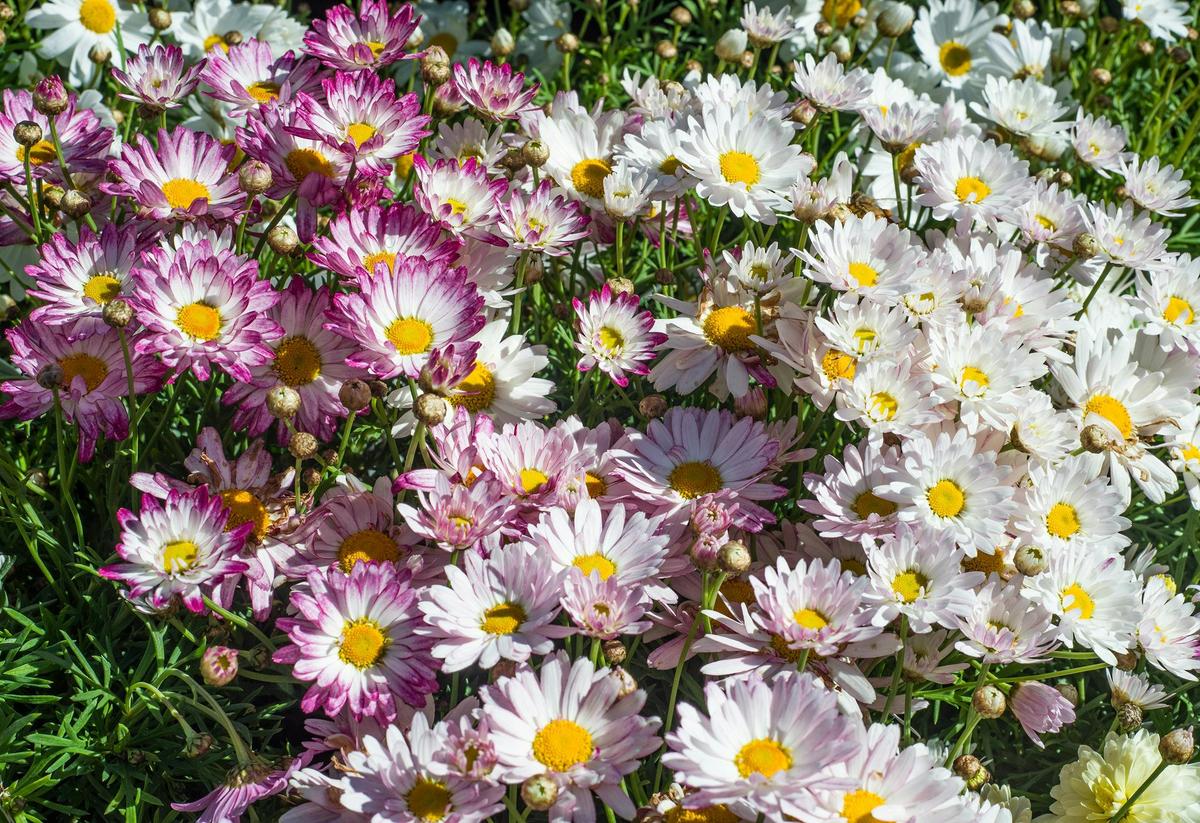 Flowering plants