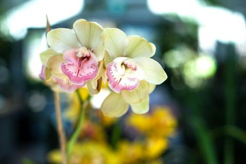 Yumaro Nursery and Cafe