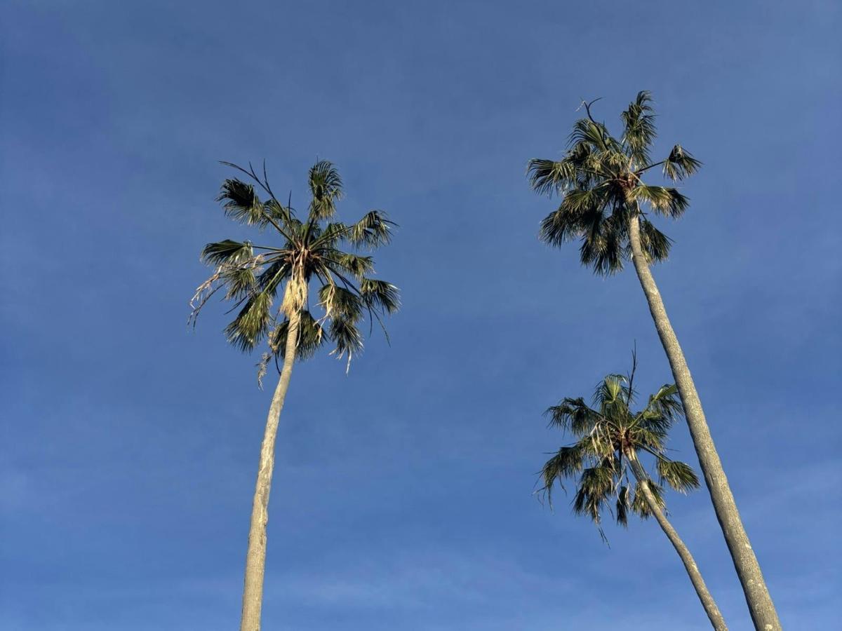 Palms  Yves Social