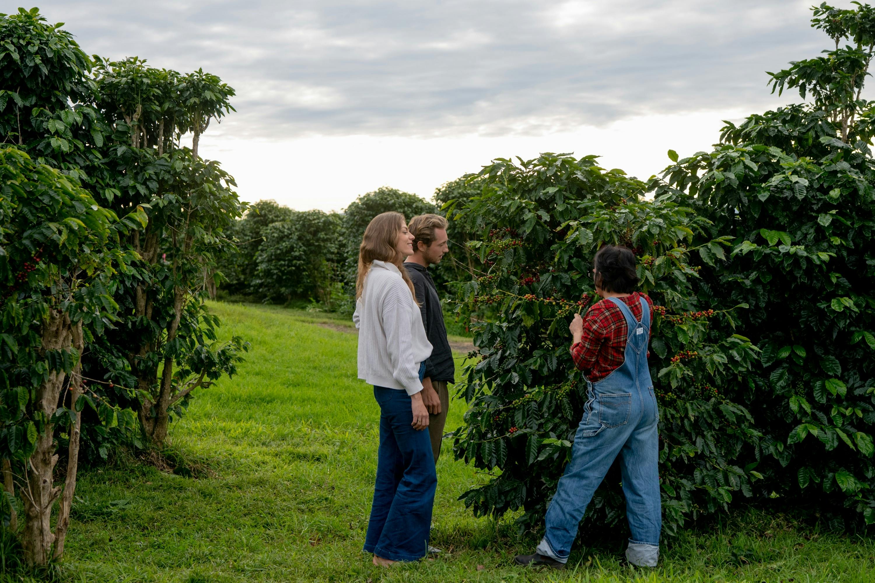 Zentveld's Coffee Farm and Roastery, Newrybar
