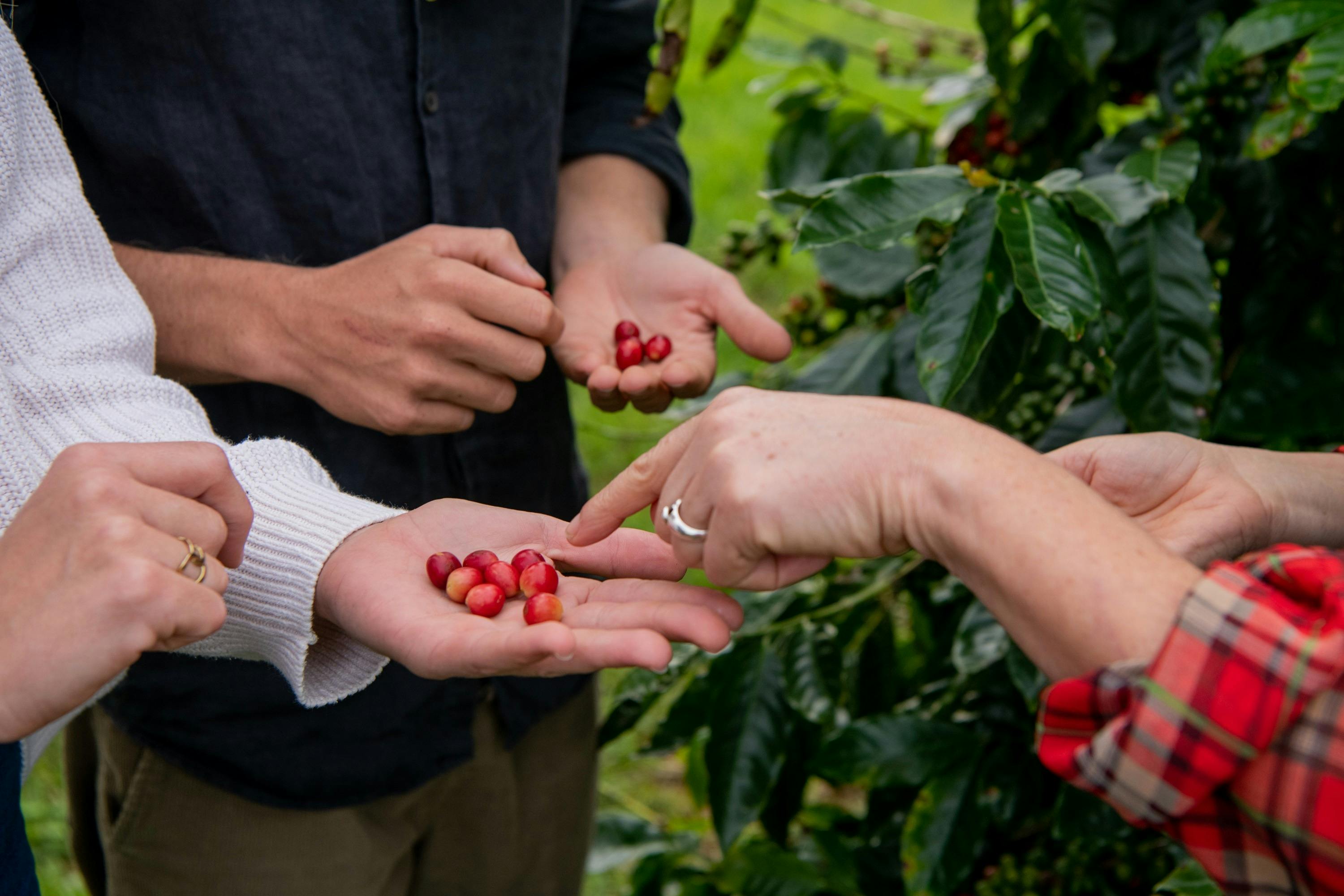 Zentveld's Coffee Farm and Roastery, Newrybar