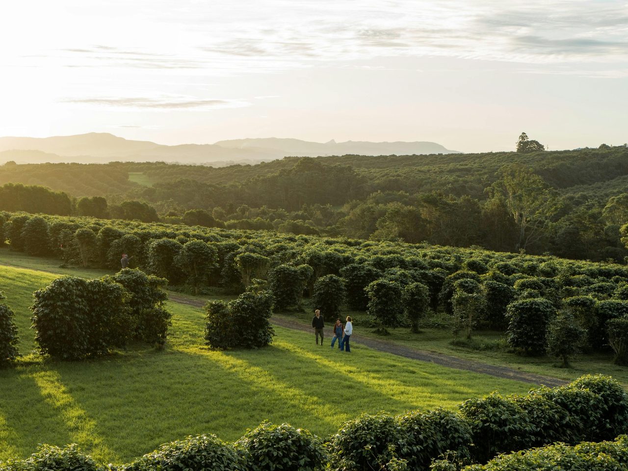 Zentveld's Coffee Farm and Roastery, Newrybar