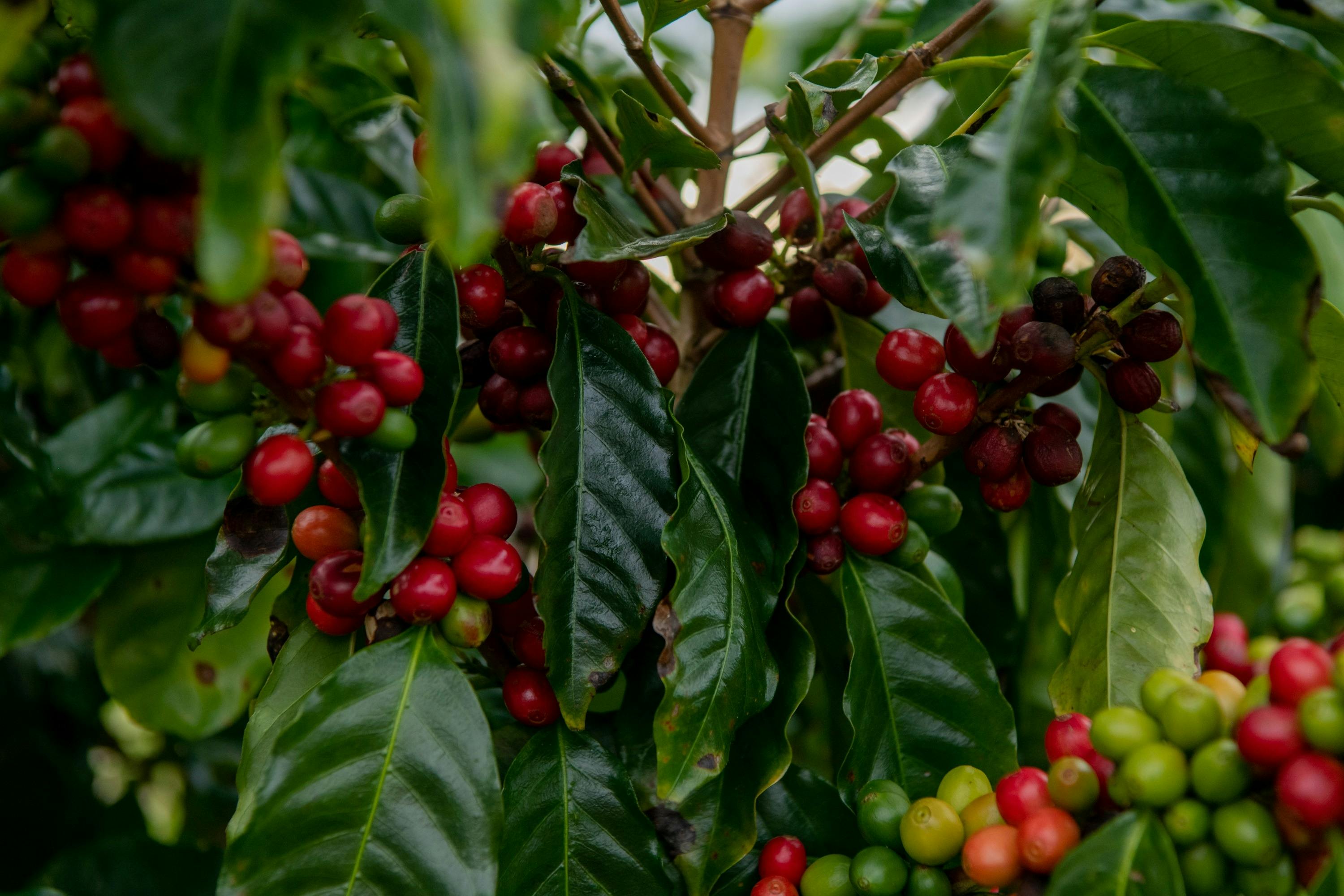 Zentveld's Coffee Farm and Roastery, Newrybar