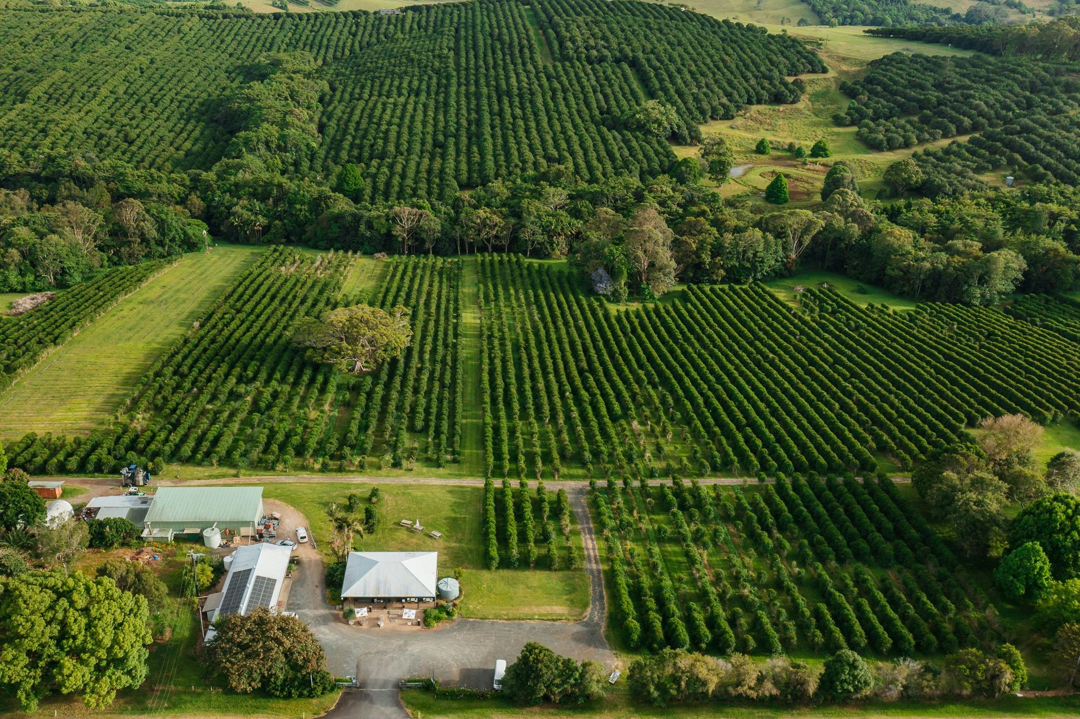 aerial drone shot of Zentveld's Coffee farm.