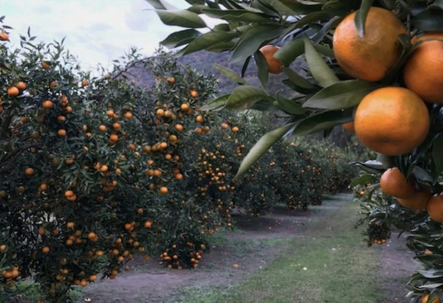 Watkin's Orchard