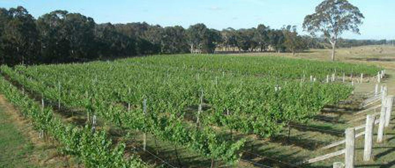 Yarralaw Springs Wines