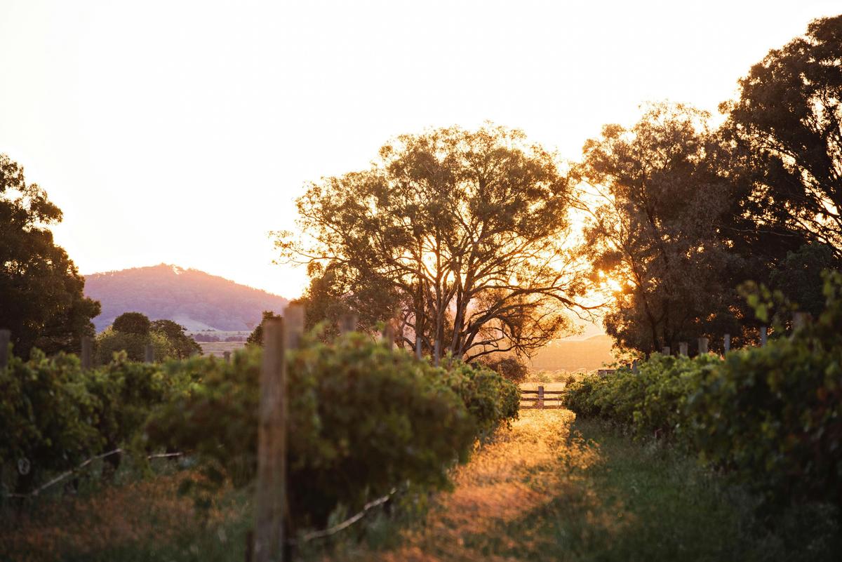Yeates Wines Vineyard