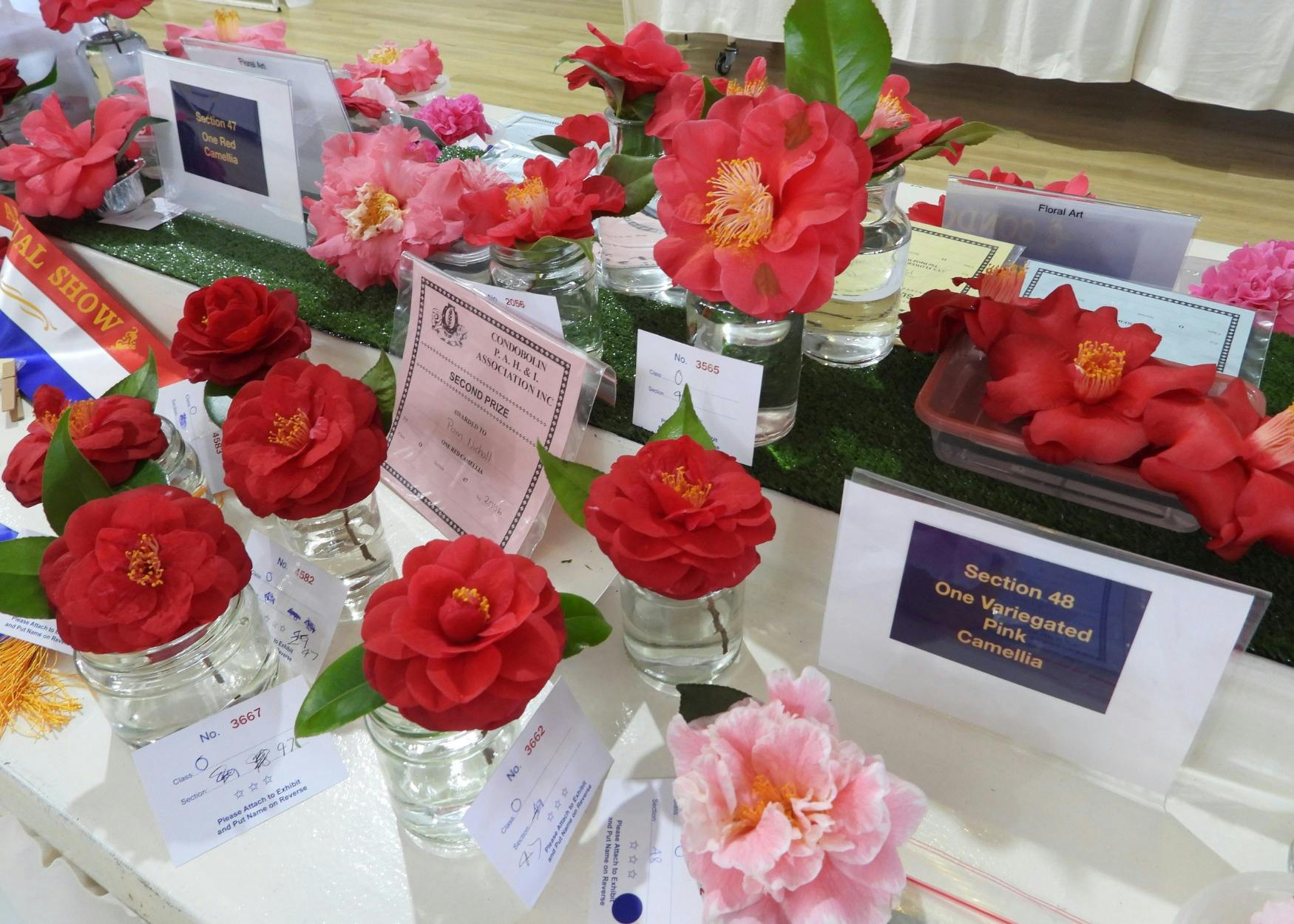 Condobolin Show Flower Section