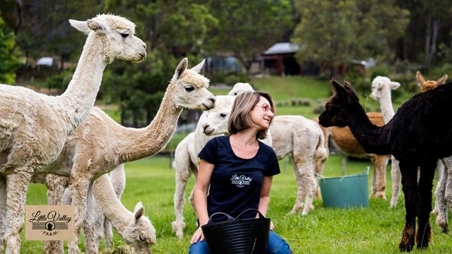 Introduction to Alpacas Workshop - Little Valley Farm, Wollombi Valley NSW