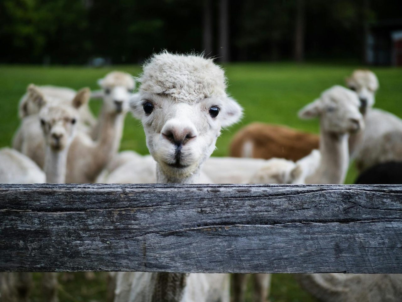 Hunter Valley Alpacas Laguna