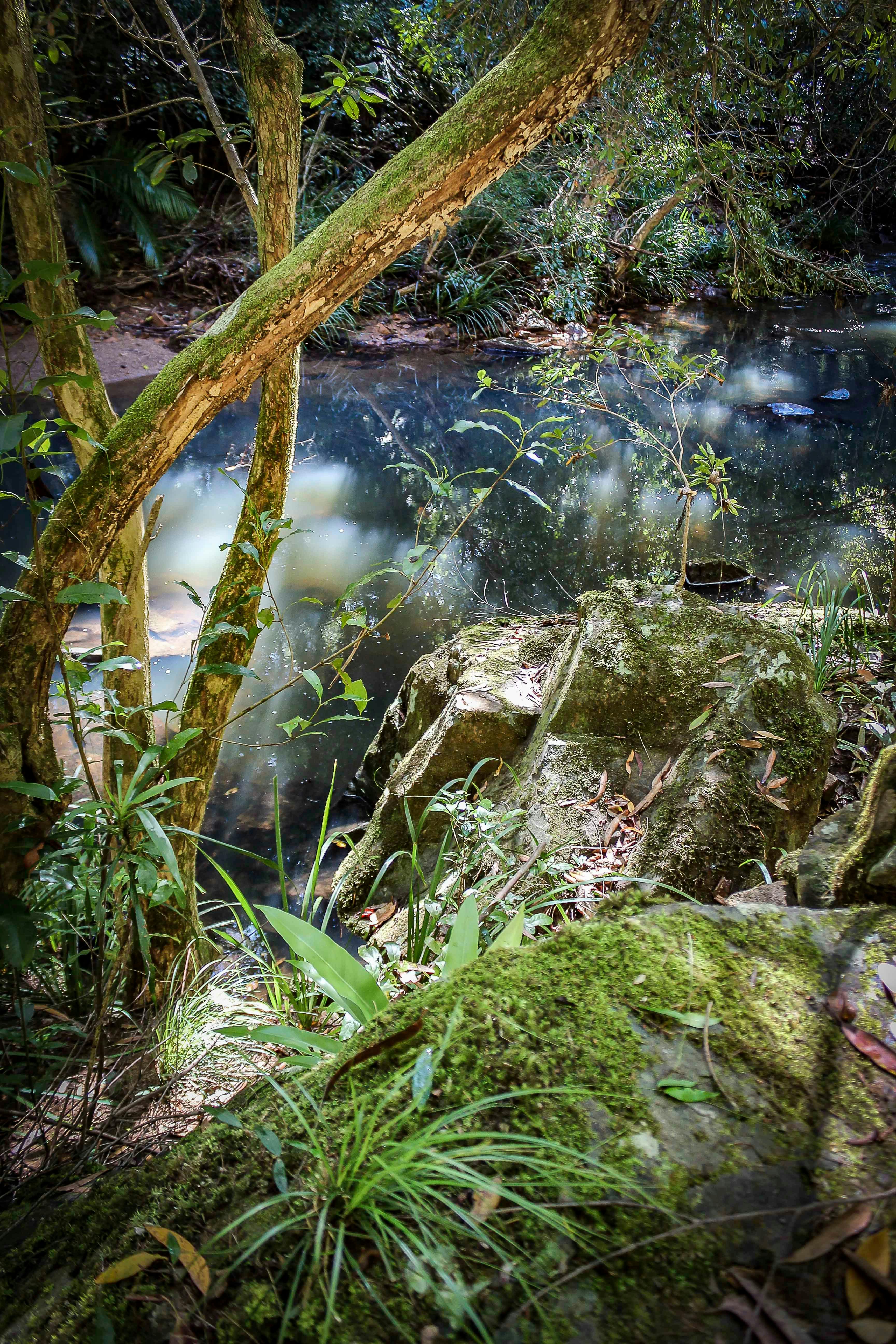 View of Upsalls Creek from Cascade Walking Track