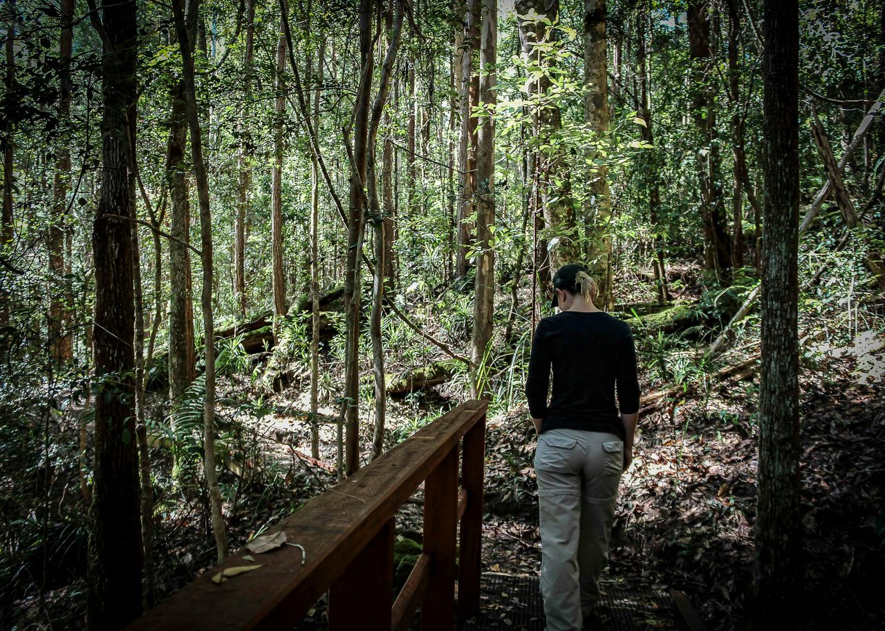 Cascade Walking Track footbridge