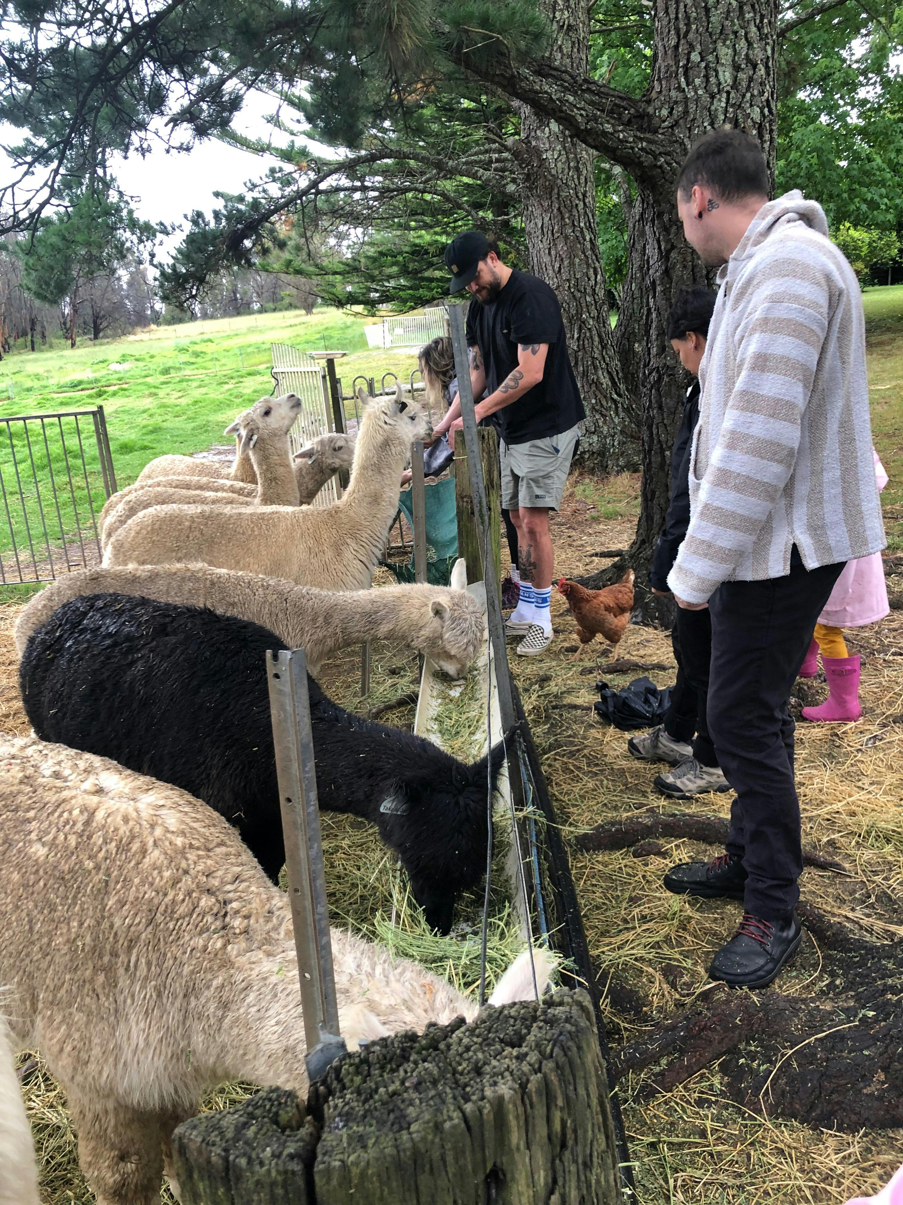 Feeding alpacas