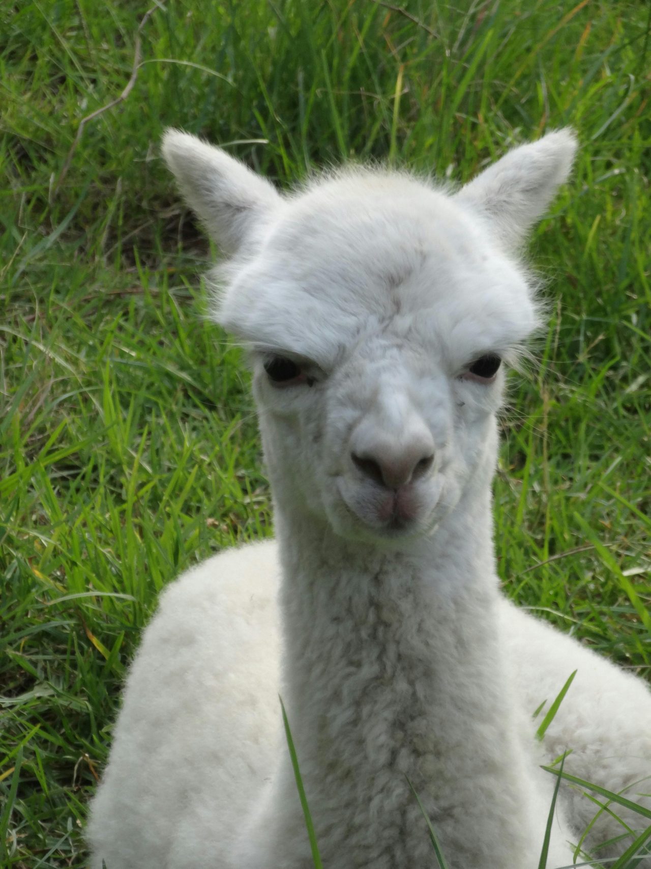 Cria at Rest
