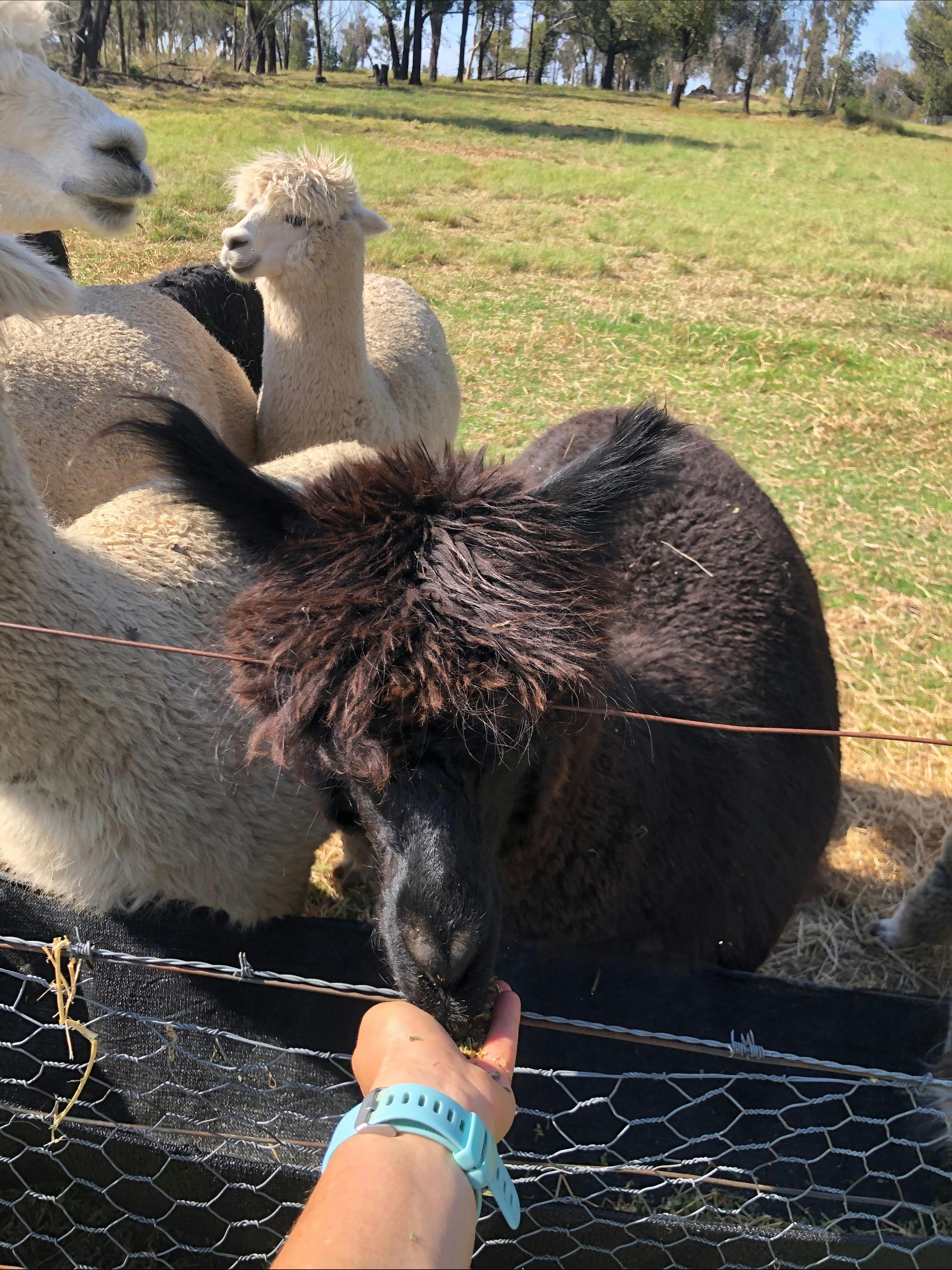 Feeding alpacas